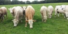 cows 283x142